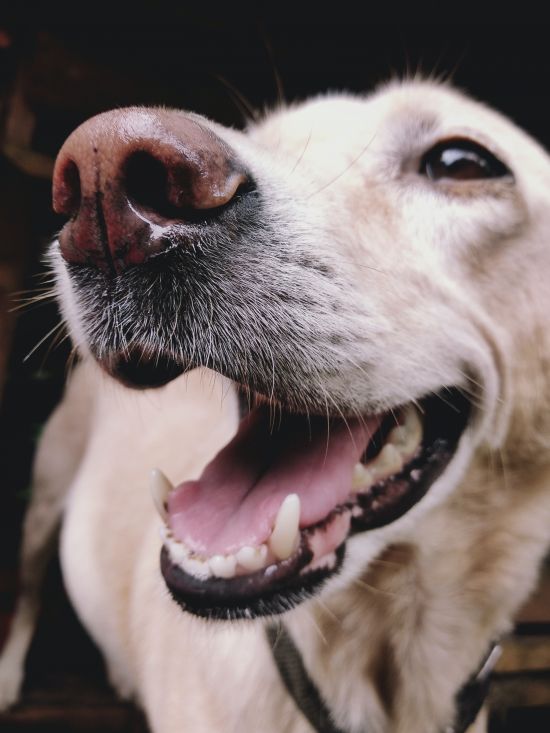 hund-offener-mund