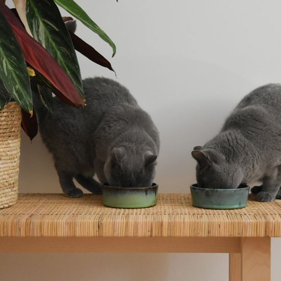 Katzen-fressen