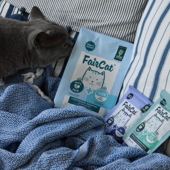 Katze-schnuppert-an-FairCat