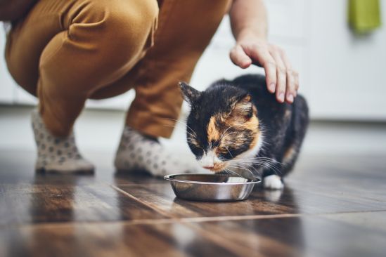 katze-frisst-aus-napf