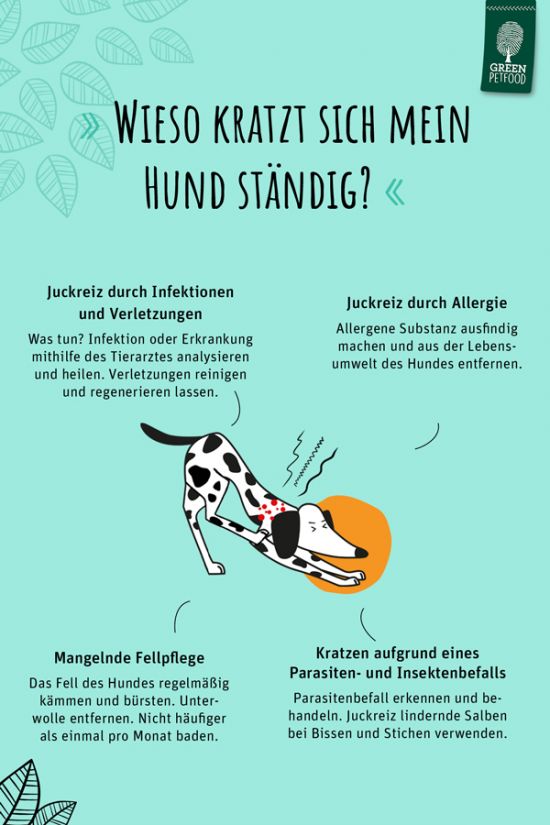 infografik-hund-kratzt-sich