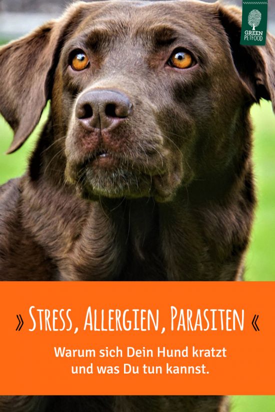 pin-hund-kratzt-sich-warum