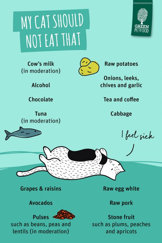 what-can-cats-not-eat