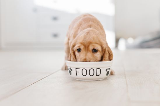 Hund_zu_duenn_shutterstock_1249058389_Beitragsbild1