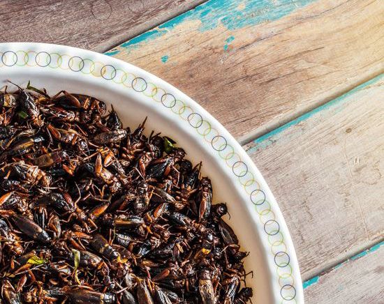 insekten-alternative-allergie