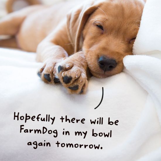 puppy-food