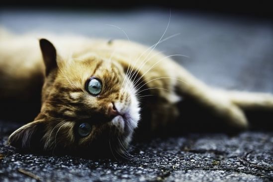 katze-im-freien