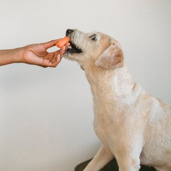Hund-frisst-Moehre