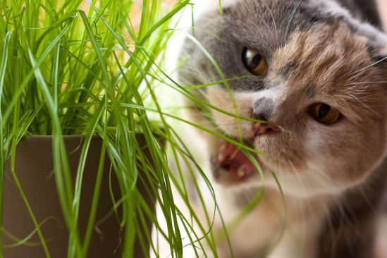 katze-frisst-pflanze