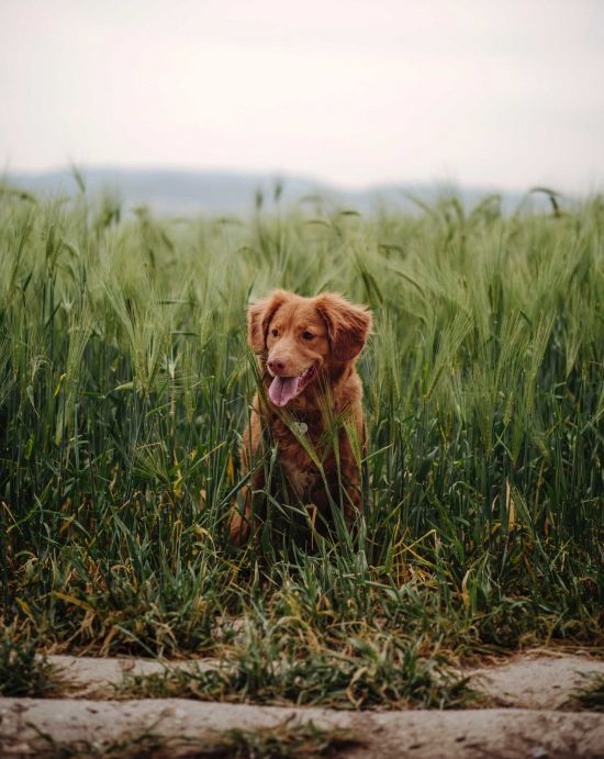 Hund-im-Feld