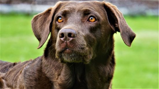 brauner-labrador