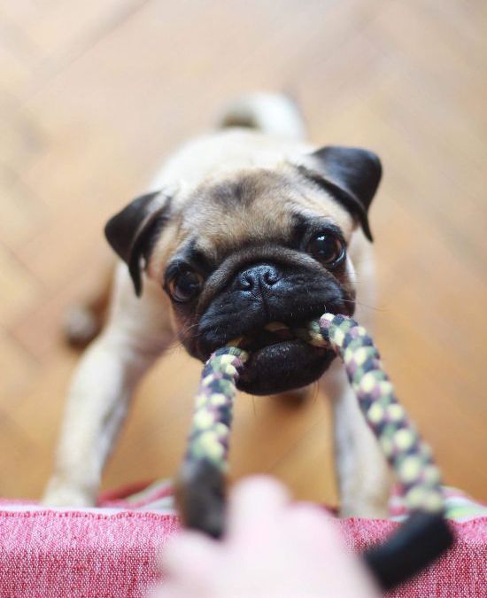 what-toy-for-your-dog