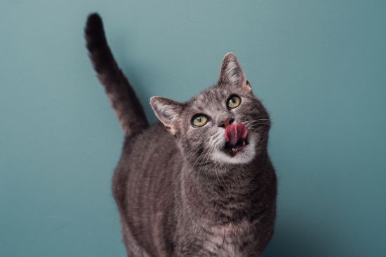 katze-schleckt-zunge