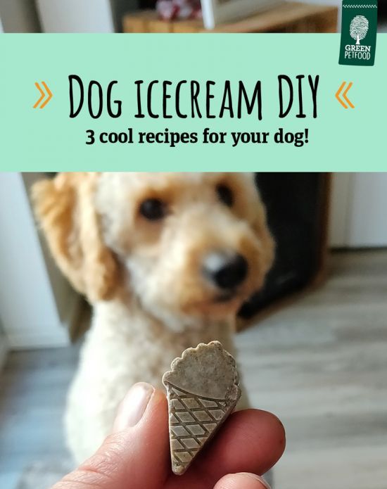 dog-icecream